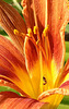 Lis d'un jour, he daylily