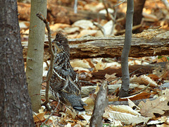 ruffed grouse run-in