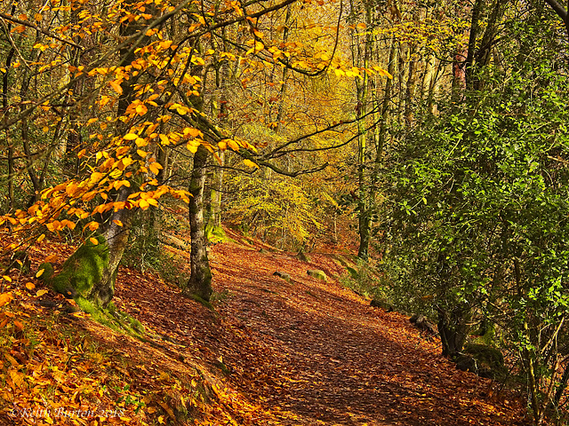 Autumn at Waggoners Wells