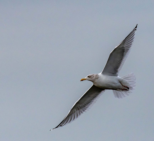 Gull in flight8