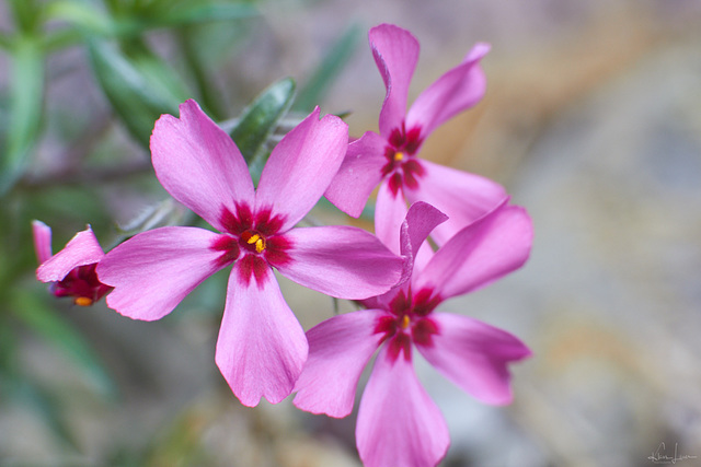 Polsterphlox 2