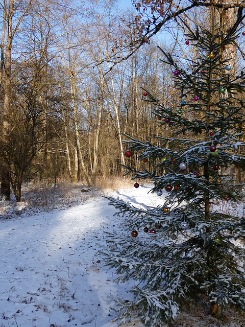 Christbaum im Wald