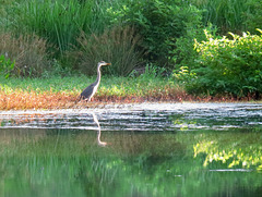 Great blue heron by the pond