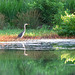 Great blue heron by the pond