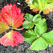 Die ersten roten Erdbeerblätter im Garten  (PiP)
