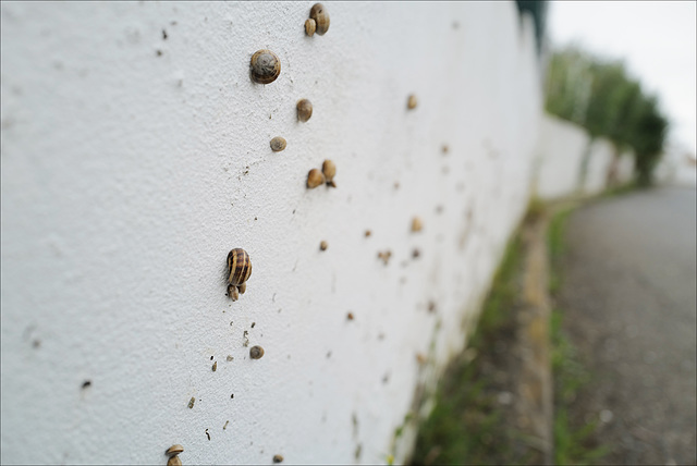 Penedos, Snails HWW Penedos, Snails HWW