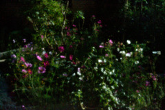 Flowers in my garden, pinhole experiment