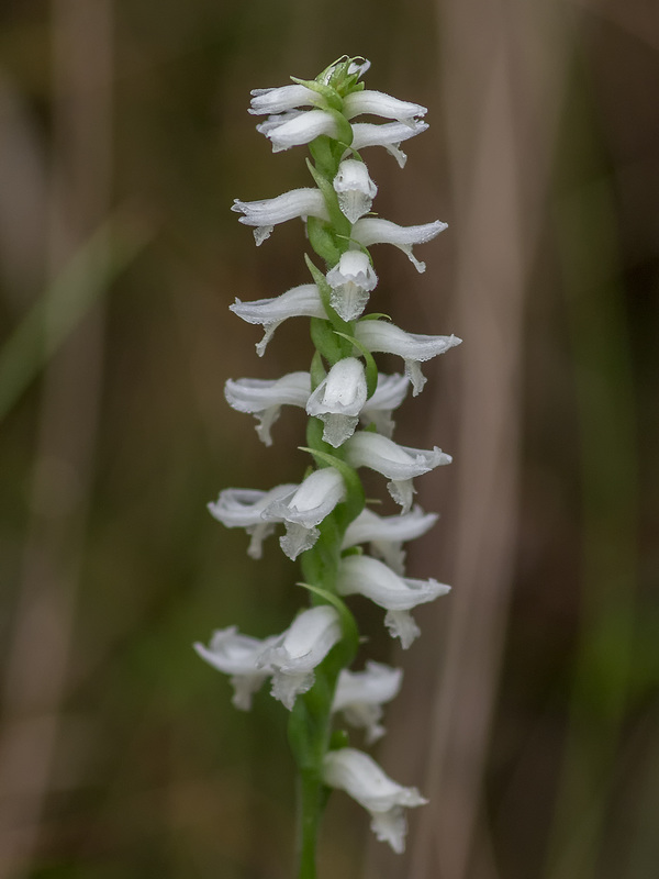 Spiranthes cernua (Nodding Ladies'-tresses orchid)