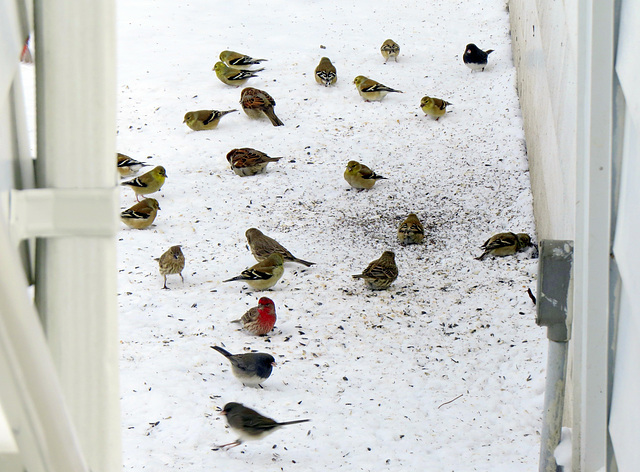 Goldfinches, Juncos and Housefinches under our feeders