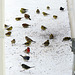 Goldfinches, Juncos and Housefinches under our feeders