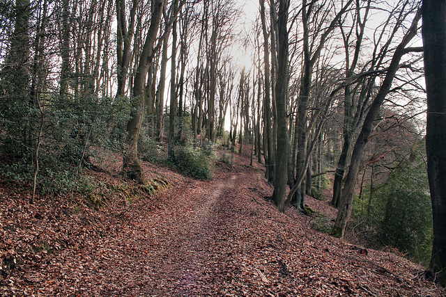 Waldweg am Kamperbach (Witten-Herbede) / 15.01.2017