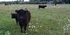 Moosburg Galloways