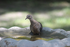 "oh Hello, I need a bath and a drink"  :)   my garden