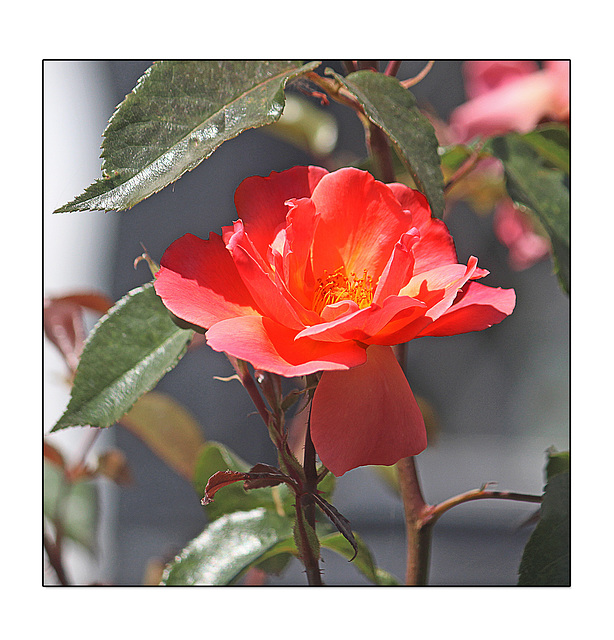 Flame rose - 3.7.2018