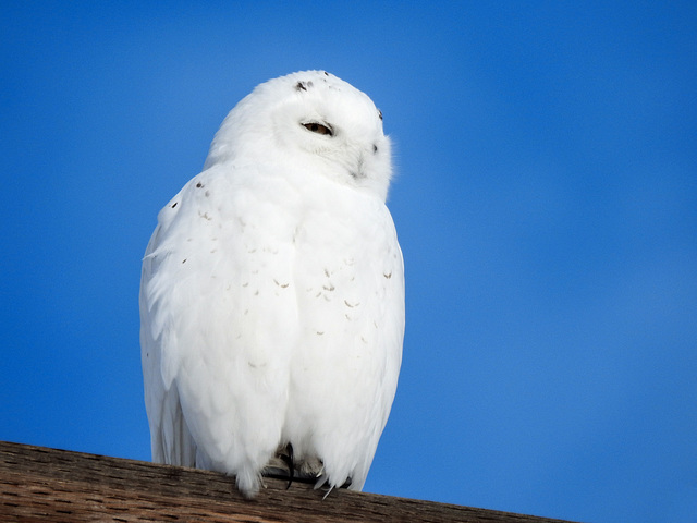 Snowy Owl front view ... finally