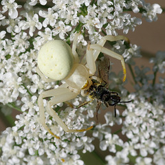 Flower Crab Spider, eating