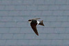 EOS 6D Peter Harriman 08 30 43 45164 houseMartin dpp