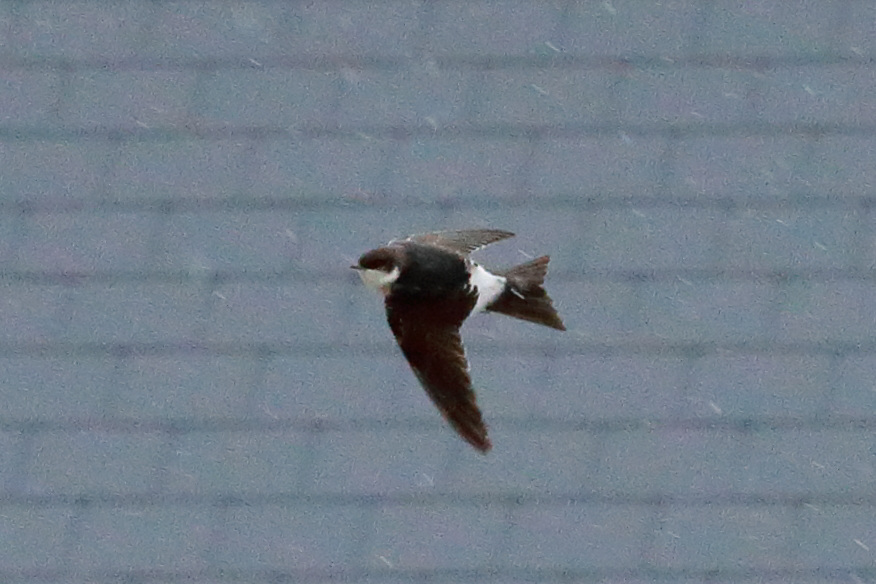 EOS 6D Peter Harriman 08 30 43 45164 houseMartin dpp
