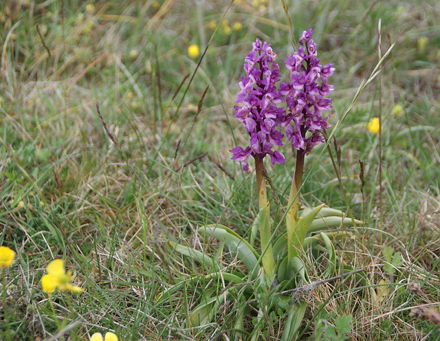 Stattliches Knabenkraut (Orchis mascula)