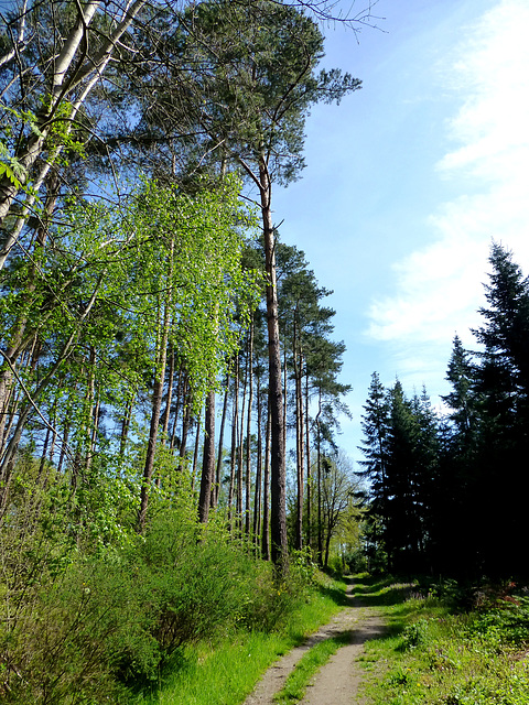 DE - Remagen - Auf der Apollinaris-Schleife