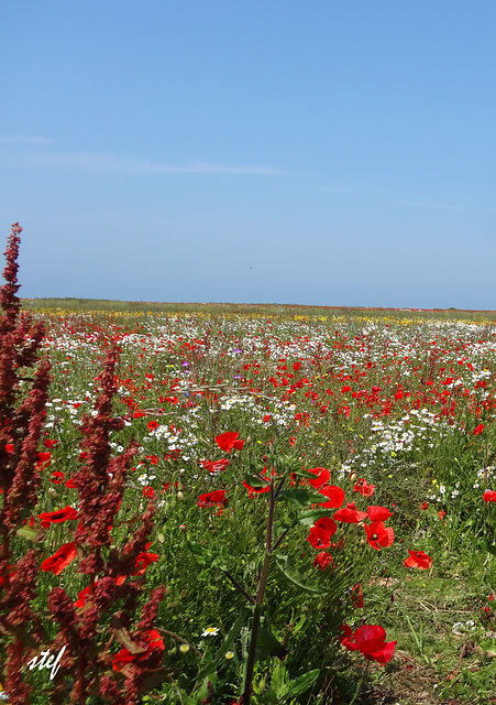 summermeadow by the sea