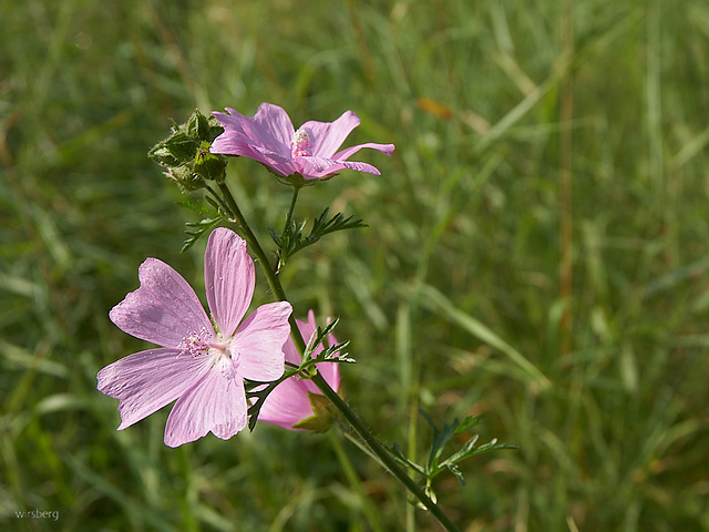 Moschus-Malve (malva moschata)