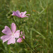 Moschus-Malve (malva moschata)