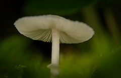 Der Pilz am Boden hat ein sehr schönes Motiv gegeben :)) The mushroom on the ground made a very nice motif :)) Le champignon sur le sol a fait un très joli motif :))