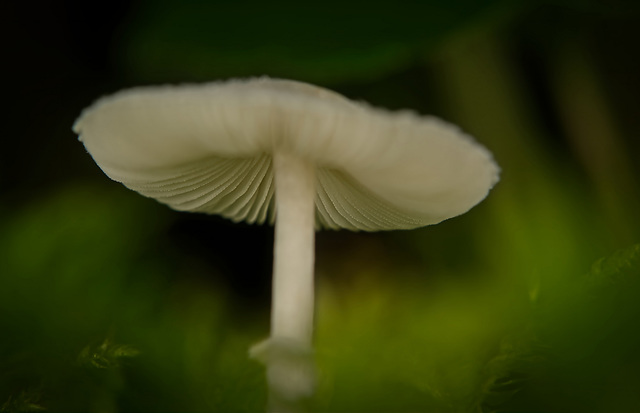 Der Pilz am Boden hat ein sehr schönes Motiv gegeben :)) The mushroom on the ground made a very nice motif :)) Le champignon sur le sol a fait un très joli motif :))