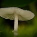 Der Pilz am Boden hat ein sehr schönes Motiv gegeben :)) The mushroom on the ground made a very nice motif :)) Le champignon sur le sol a fait un très joli motif :))