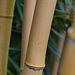 Phyllostachys aurea Holochrysa...