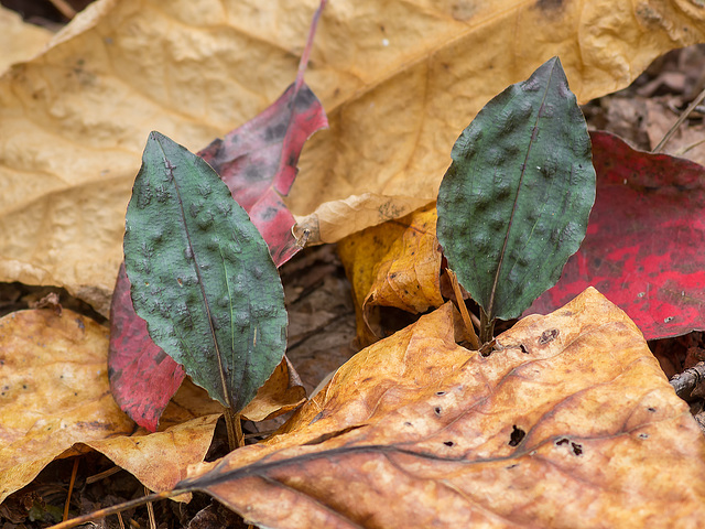 Tipularia discolor (Crane-fly orchid) leaves