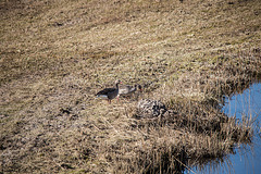 20150308 7251VRTw [D~PB] Graugänse (Anser anser), Steinhorster Becken, Delbrück