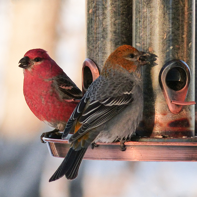 Pine Grosbeaks