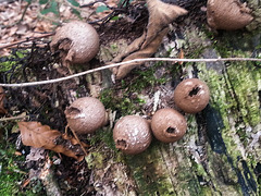 20150220 0004Hw [D~SHG] Flaschenstäubling (Lycoperdon perlatum) Wesergebirge, Rinteln