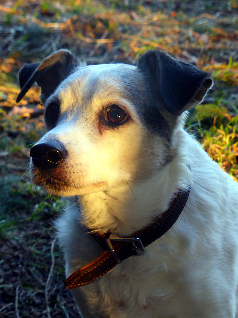 Hundeportrait mit Jackie