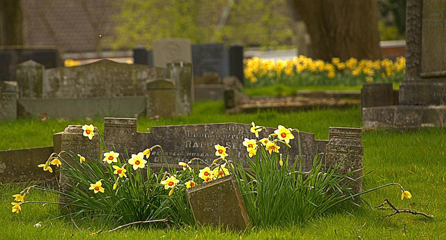 New life "springing up" in Wallsend Cemetery