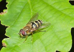 HoverflyIMG 4775