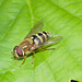HoverflyIMG 4775