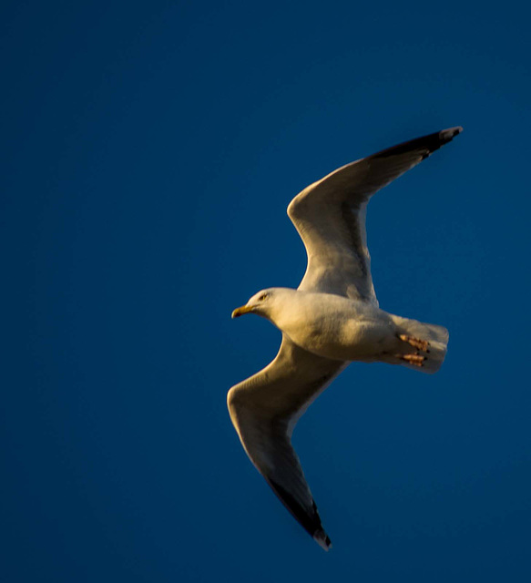 Gull in the golden hour