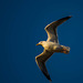 Gull in the golden hour