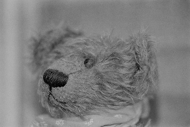 20.01.23 Ilford HP5 29 Teddy