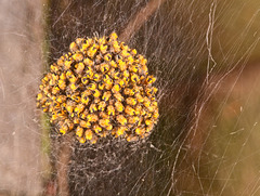 A "ball" of Garden Spider Spiderlings