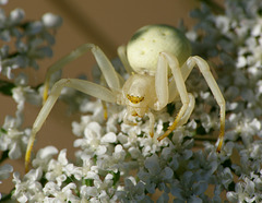 Flower Crab Spider, 8 eyes