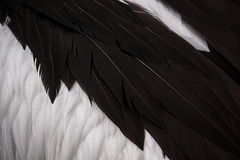 Wing