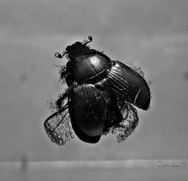Käfer ertrunken