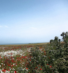 summermeadow by the sea (2 PIP)