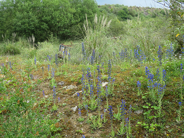 South Cornelly old quarry