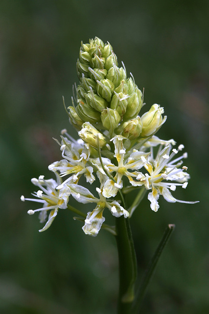 Death Camas