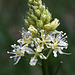Death Camas